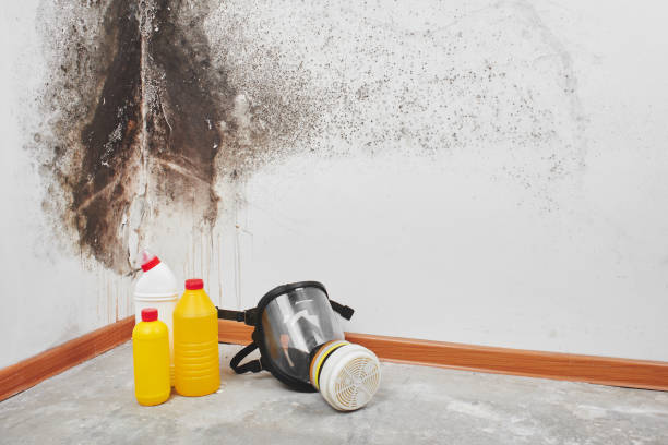 Best Attic Mold Removal  in Berkeley, IL
