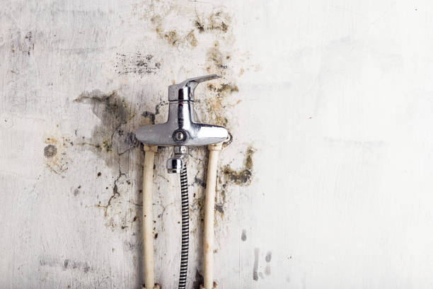 Best Affordable Mold Removal  in Berkeley, IL
