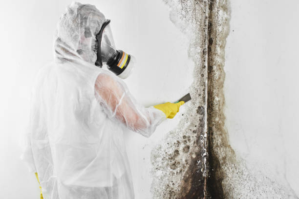 Attic Mold Removal in Berkeley, IL