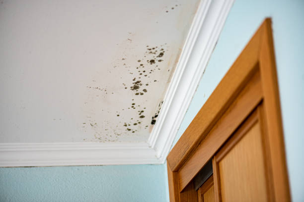 Crawl Space Mold Removal in Berkeley, IL
