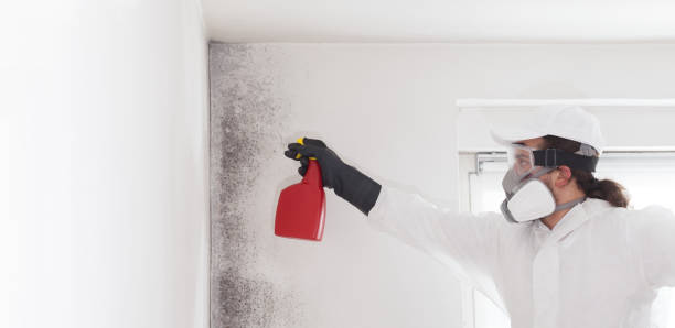 Best Mold Testing  in Berkeley, IL