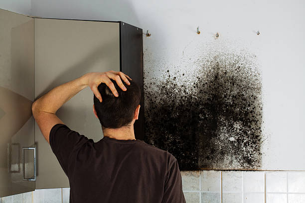 Best Crawl Space Mold Removal  in Berkeley, IL